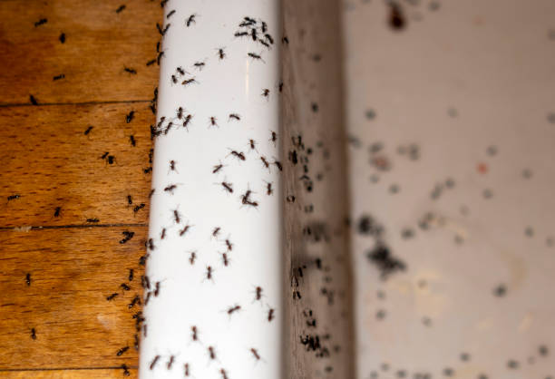 Wildomar, CA Pest Control Company